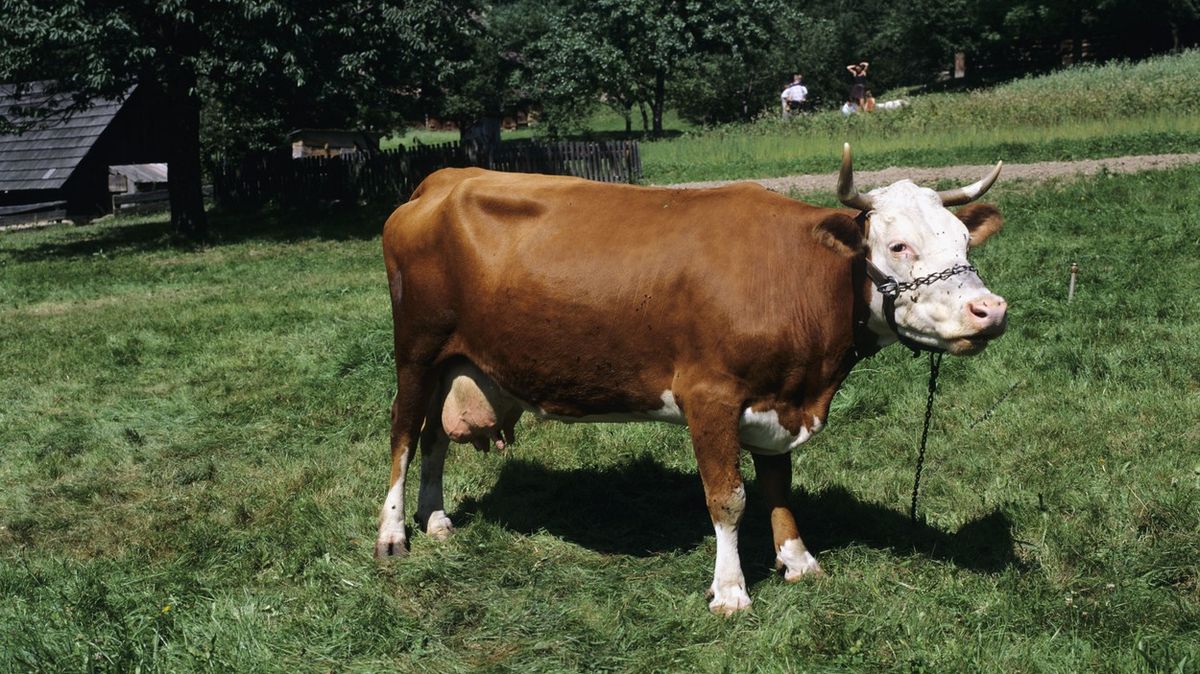 Slovenská strana slibuje před volbami služební krávu pro každého
